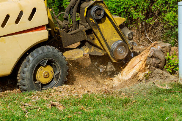 Best Lawn Watering Services  in Oak Grove, VA