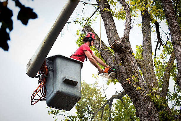 Best Utility Line Clearance  in Oak Grove, VA